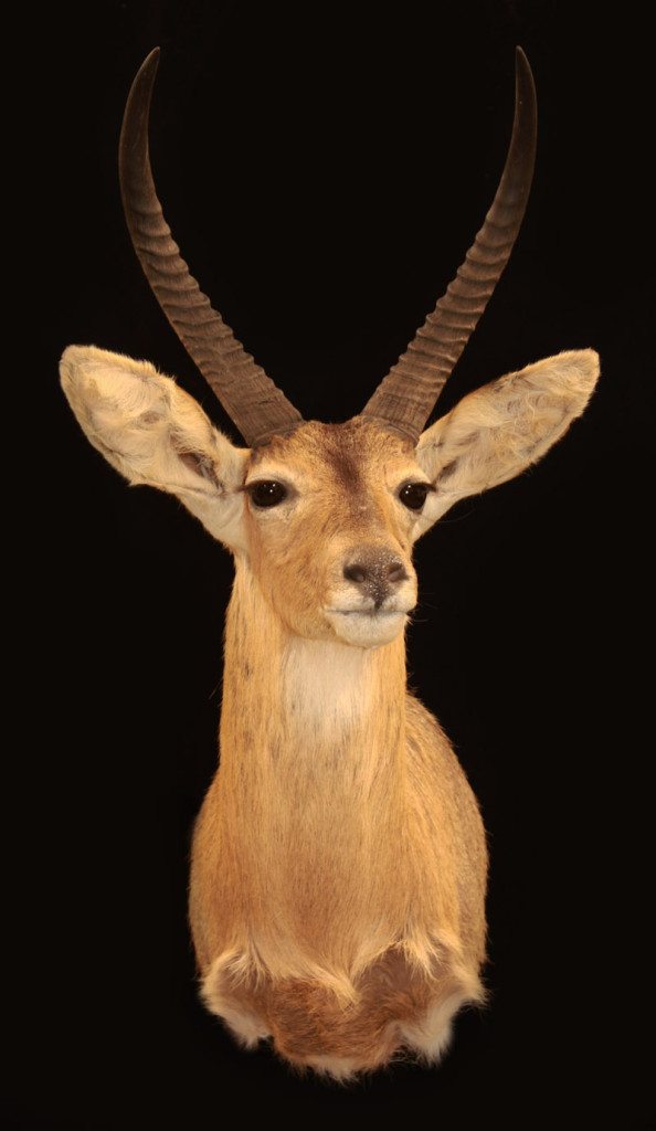 African Exotic Lifesize Taxidermy Mounts 