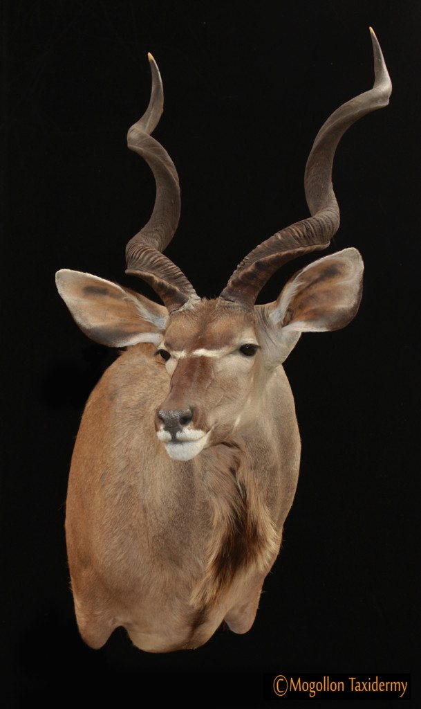 African/Exotic lifesize taxidermy mounts | Mogollon Taxidermy