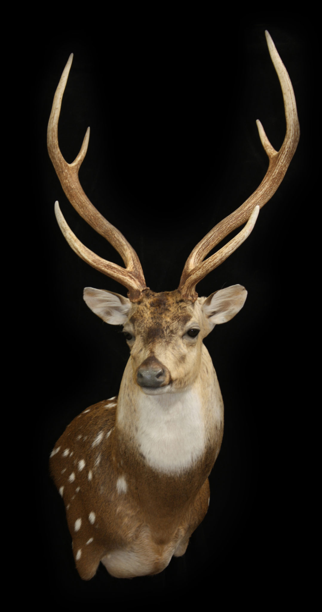 African and Exotic taxidermy shoulder mounts | Mogollon Taxidermy